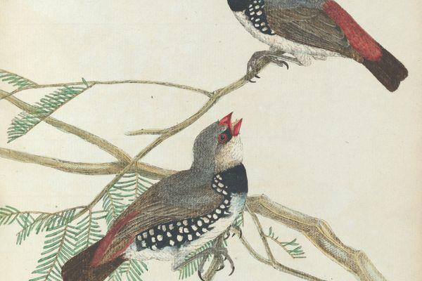 Print of two small red, blue and white spotted birds perched upon a two branches