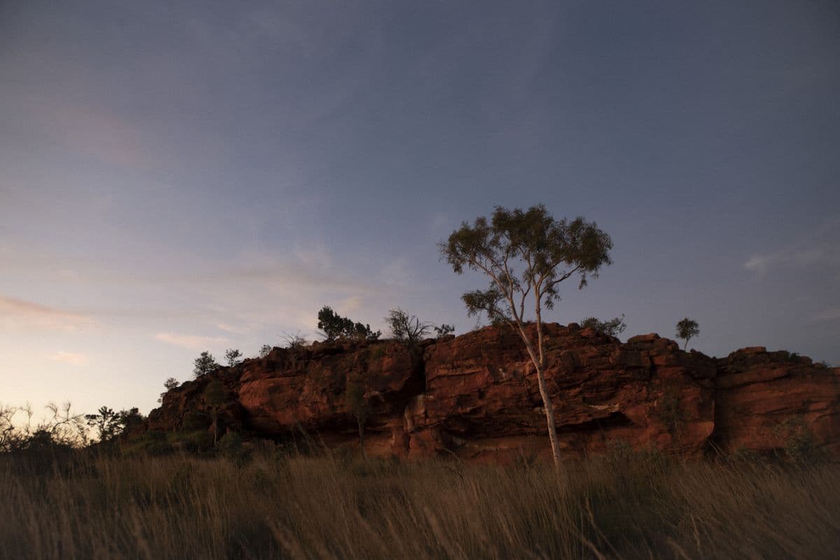 A photo of Urlerrperl waterhole, near Alhalker, with a tree, a rocky mountain and tall grass