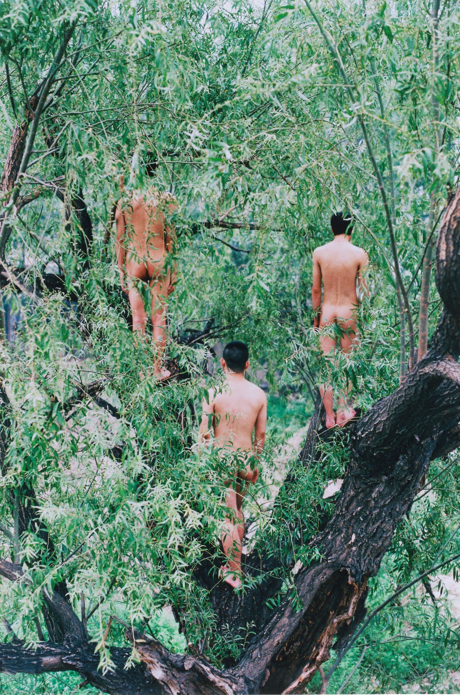 A picture of green trees with naked people hidden in the foliage
