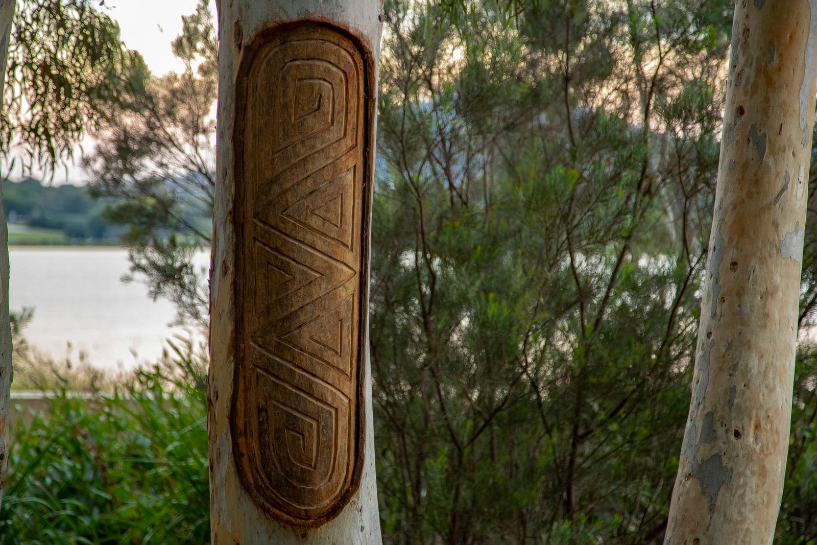 A gum tree has an oval section of bark removed and a delicate design has been carved into it in lines