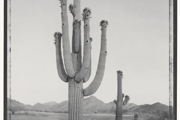 Black and white gelatin silver photograph of a cactus in the desert