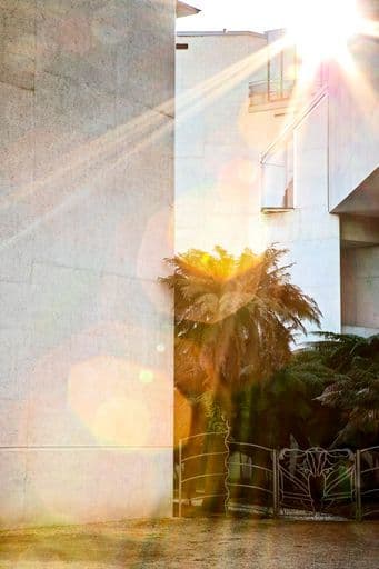 Photograph of concrete building with ferns, sunlight causing lens flare
