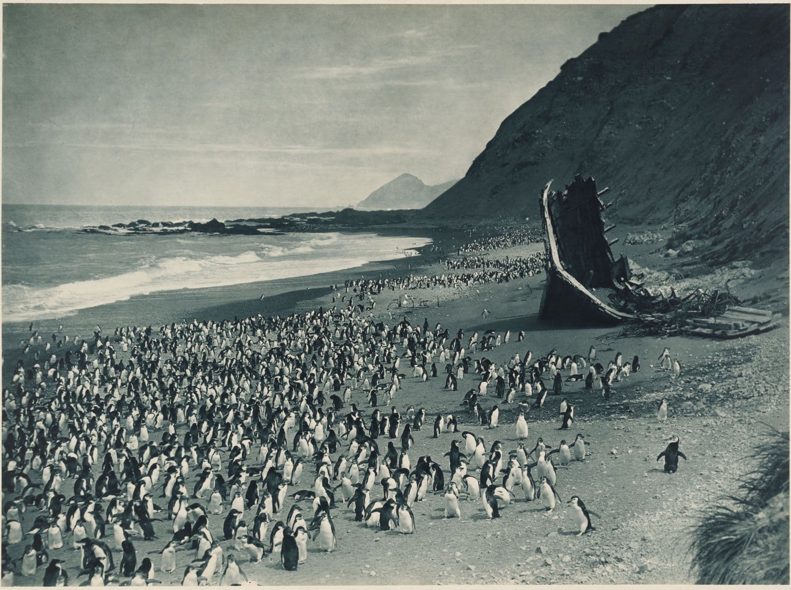 Black and white photograph of many penguins on a beach next to cliff faces