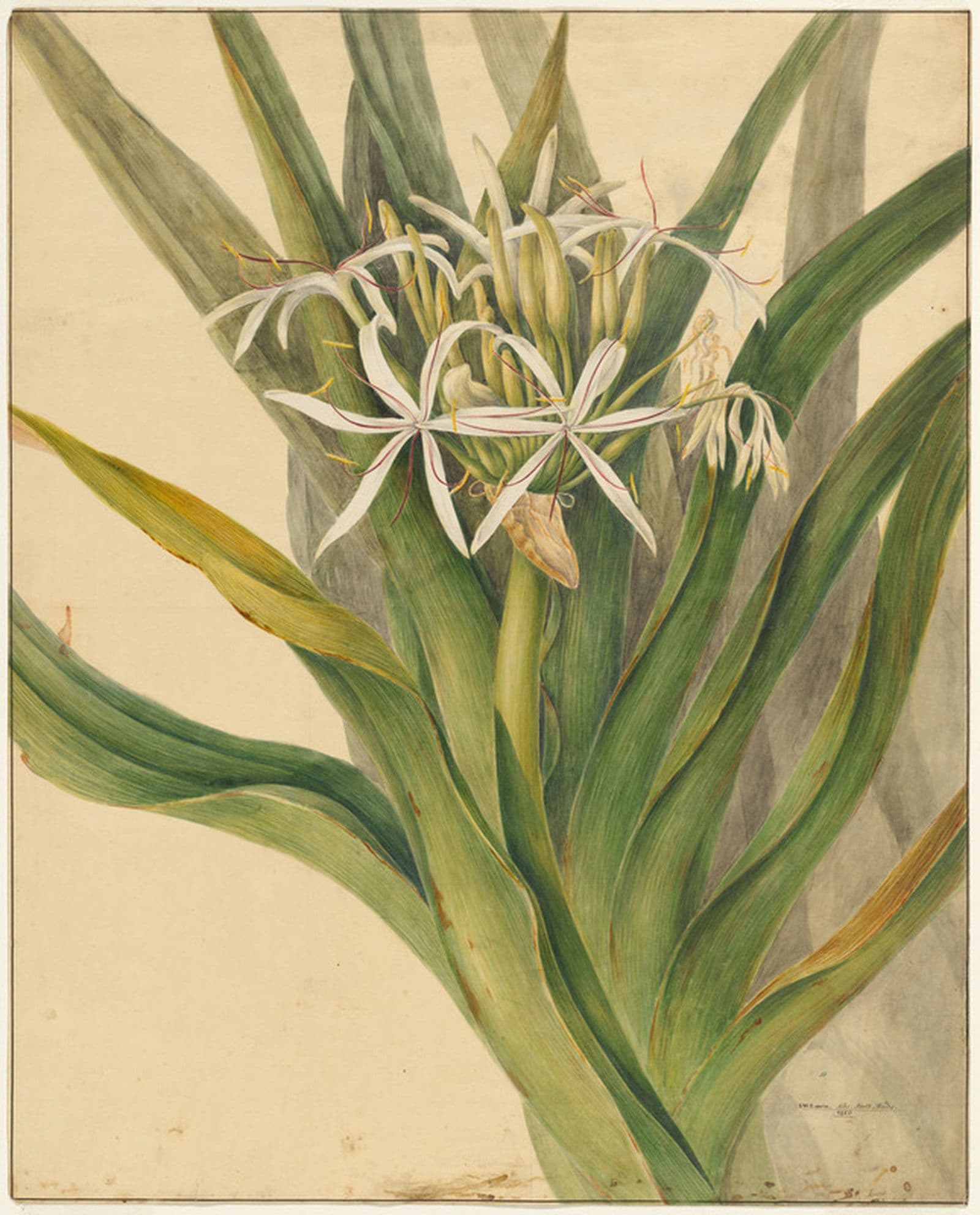 Watercolour of small white flowers surrounded by large green leaves