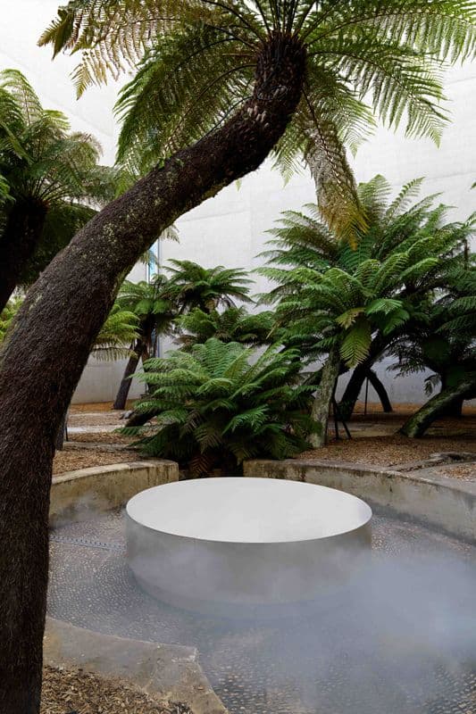 A photo of a fern tree garden with a concrete ring in the centre that is billowing steam
