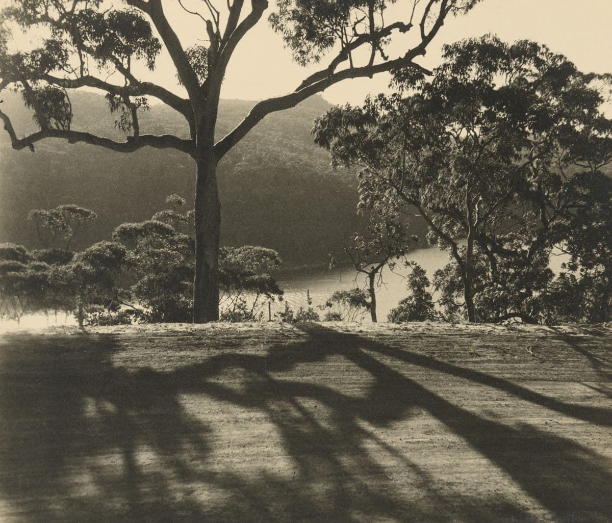 Sepia photograph of a tree casting a shadow in a field