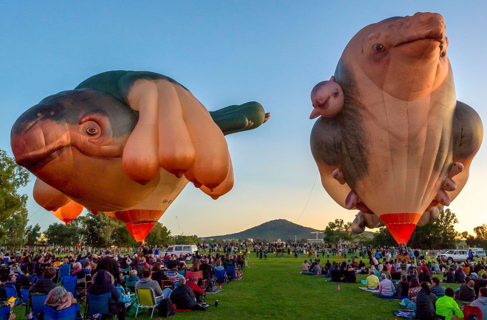 A large crowd watches two large hot-air balloons in the shape of skywhales float above the ground in the early morning