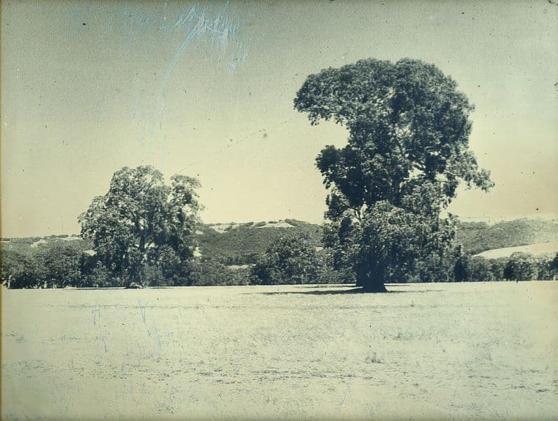 Daguerreotype photograph of landscape with trees