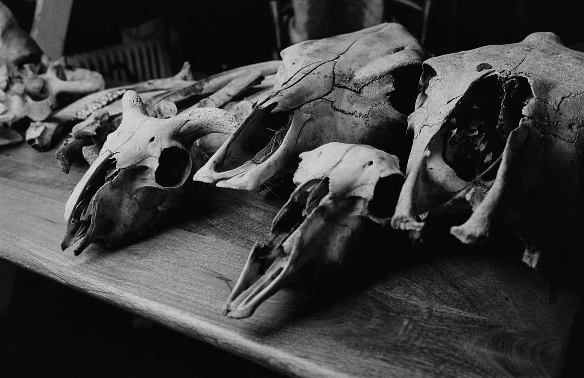 Black and white photograph of sheep and cow skulls on a table