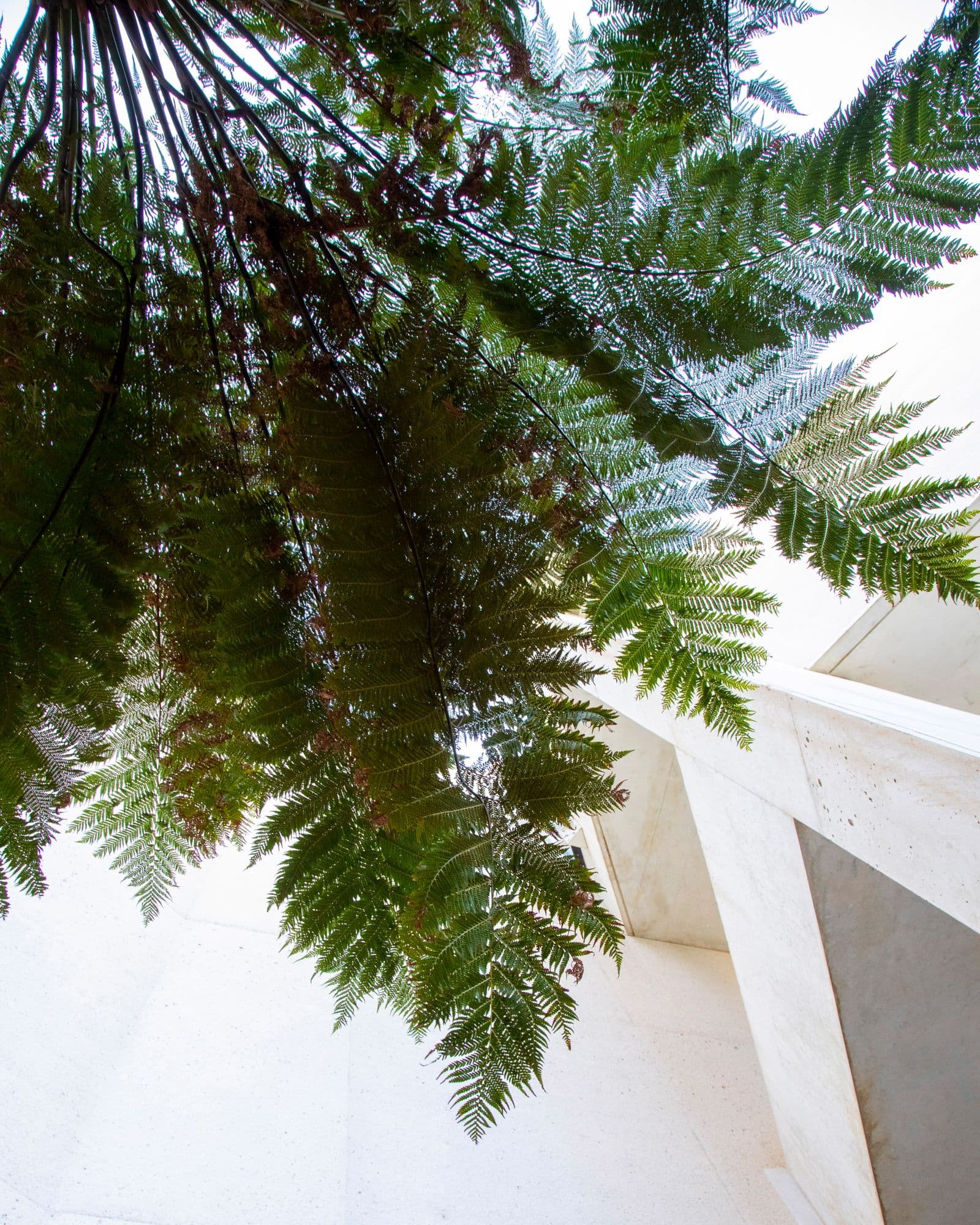 Close up photograph of ferns in Fiona Hall's Fern Garden