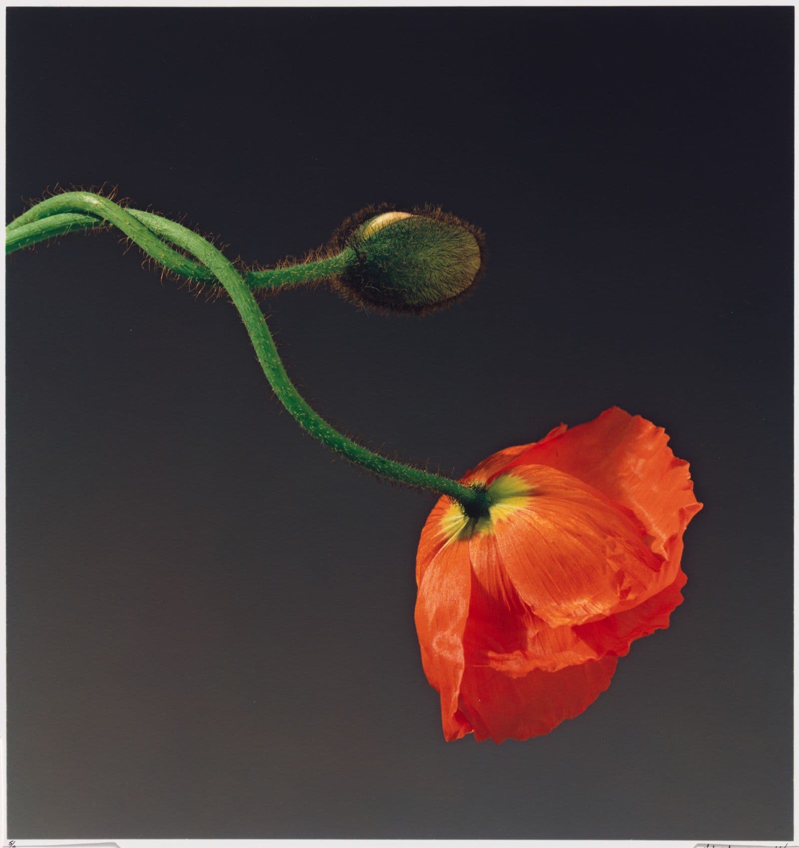 Photograph of red poppy