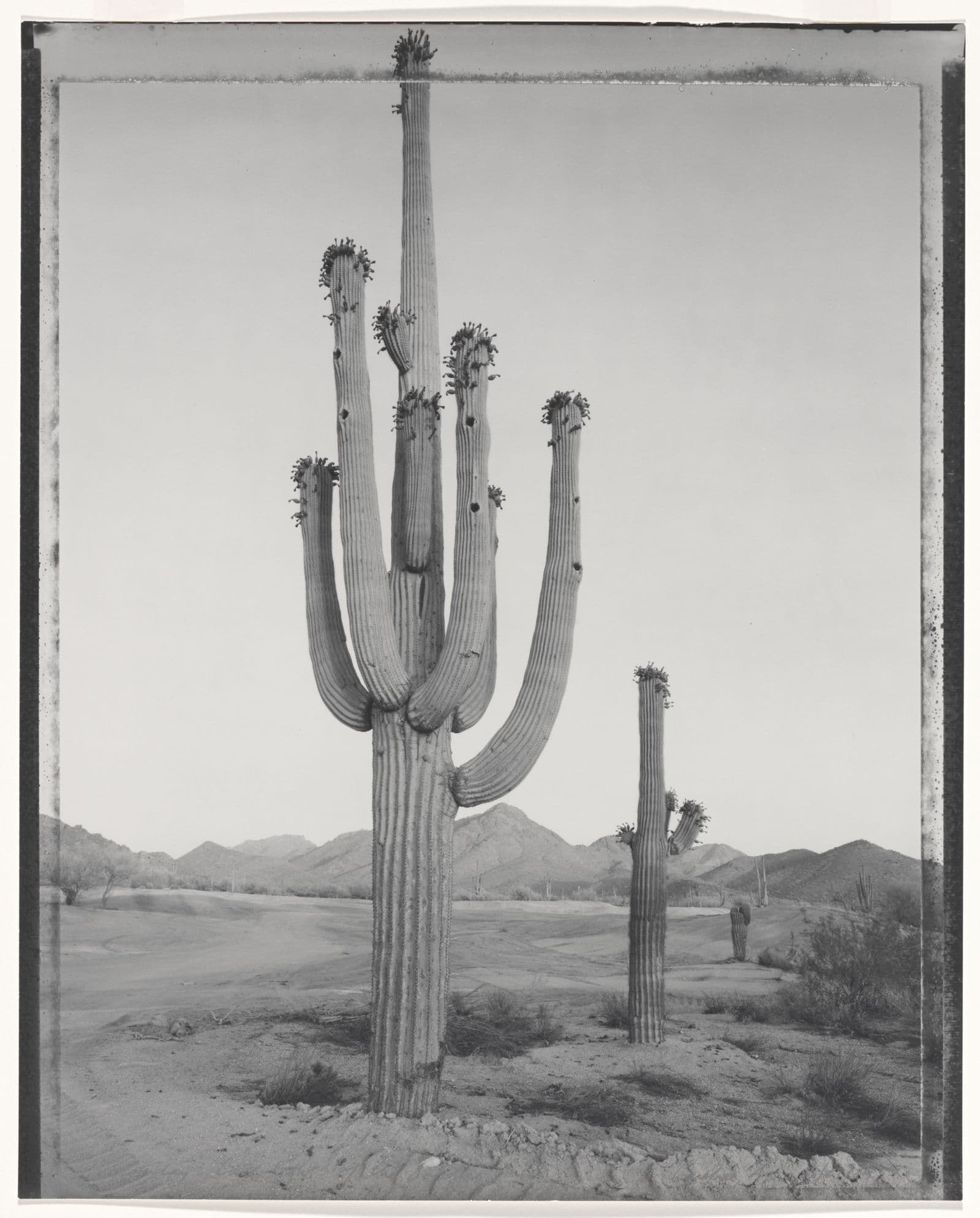 Black and white gelatin silver photograph of a cactus in the desert