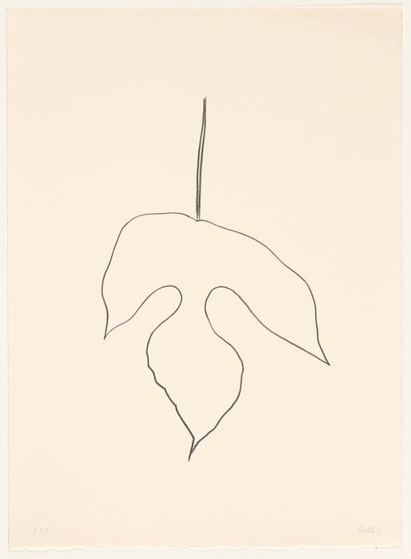 A lithograph depicting a mulberry leaf in a simple outline