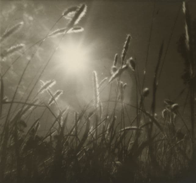 A photo of grass blowing in the sunlit breeze in black and white