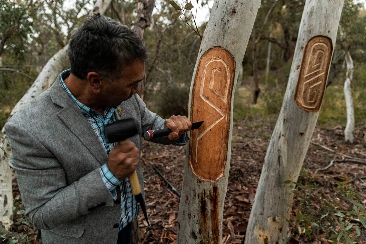 Photograph of Paul Girrawah House using a hammer and chisel to engrave a traditional First Nations symbol onto a tree