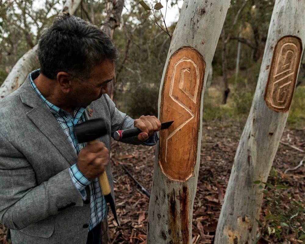 Colour photograph of Paul Girrawah House, Ngambri/Ngunnawal traditional custodian carving markings into a gum tree