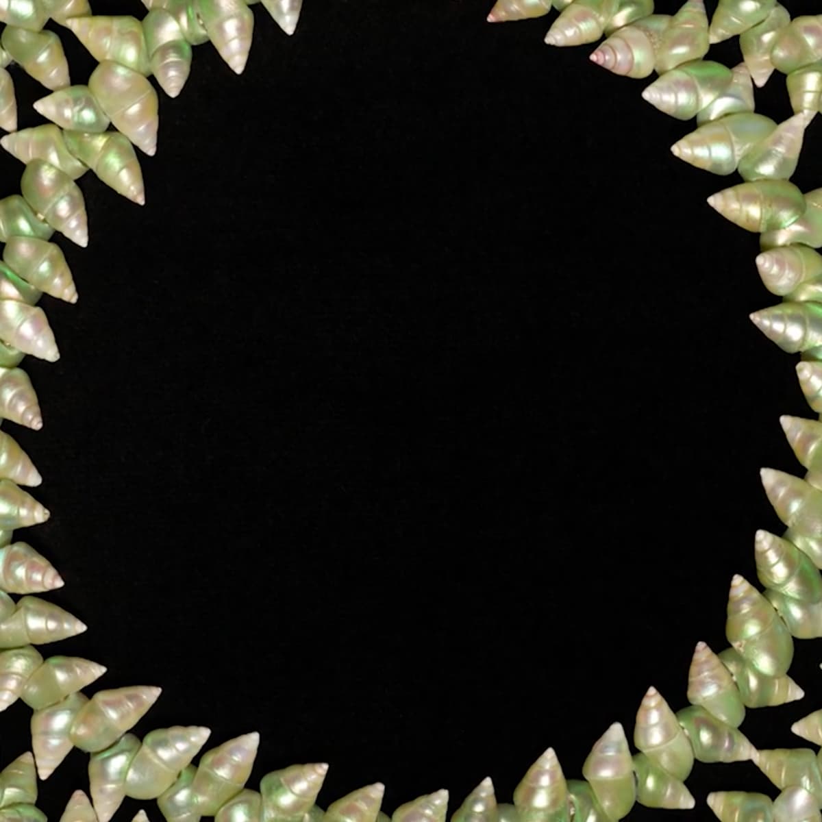 Shell necklace adelaide shop