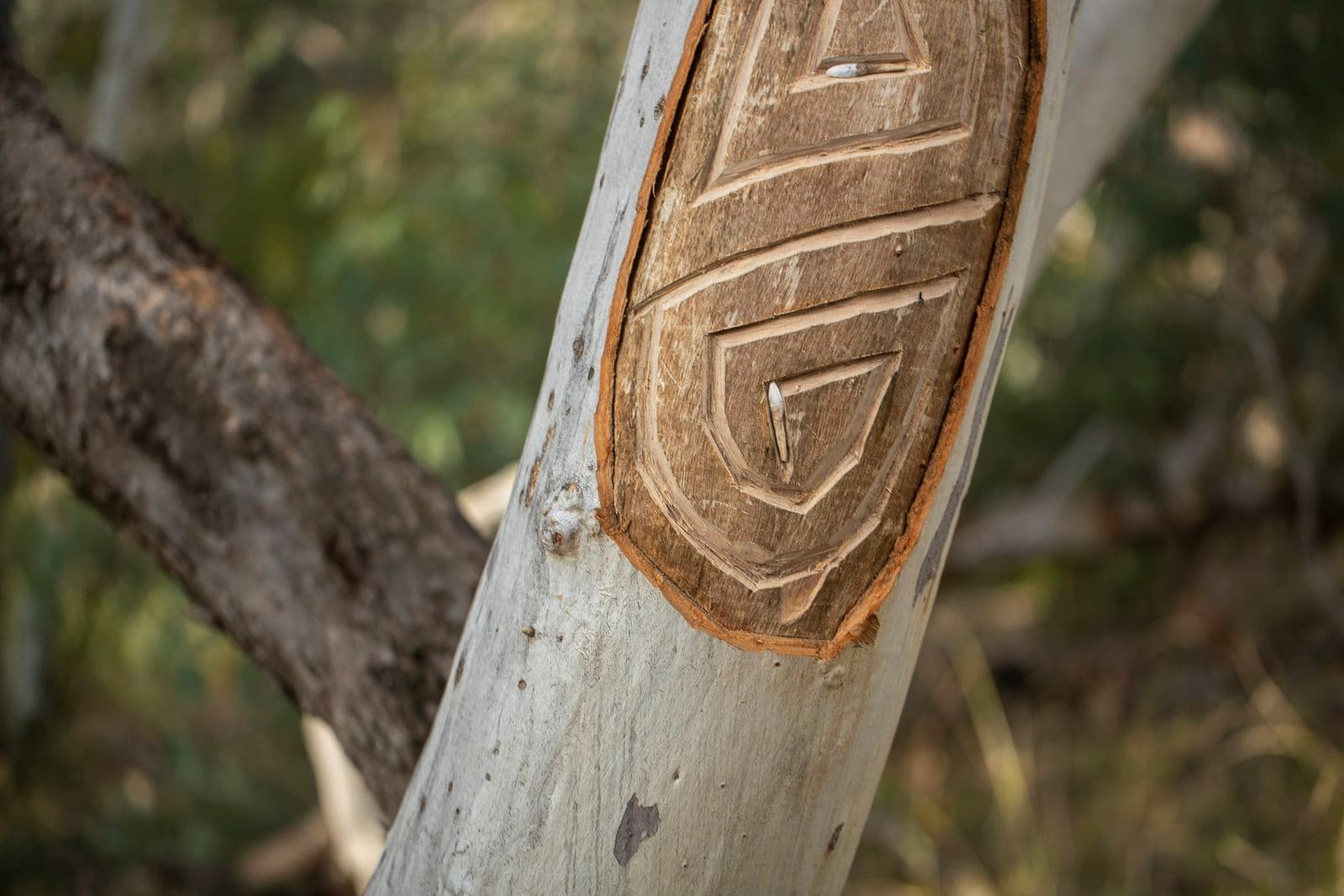 Detailed image of scar tree