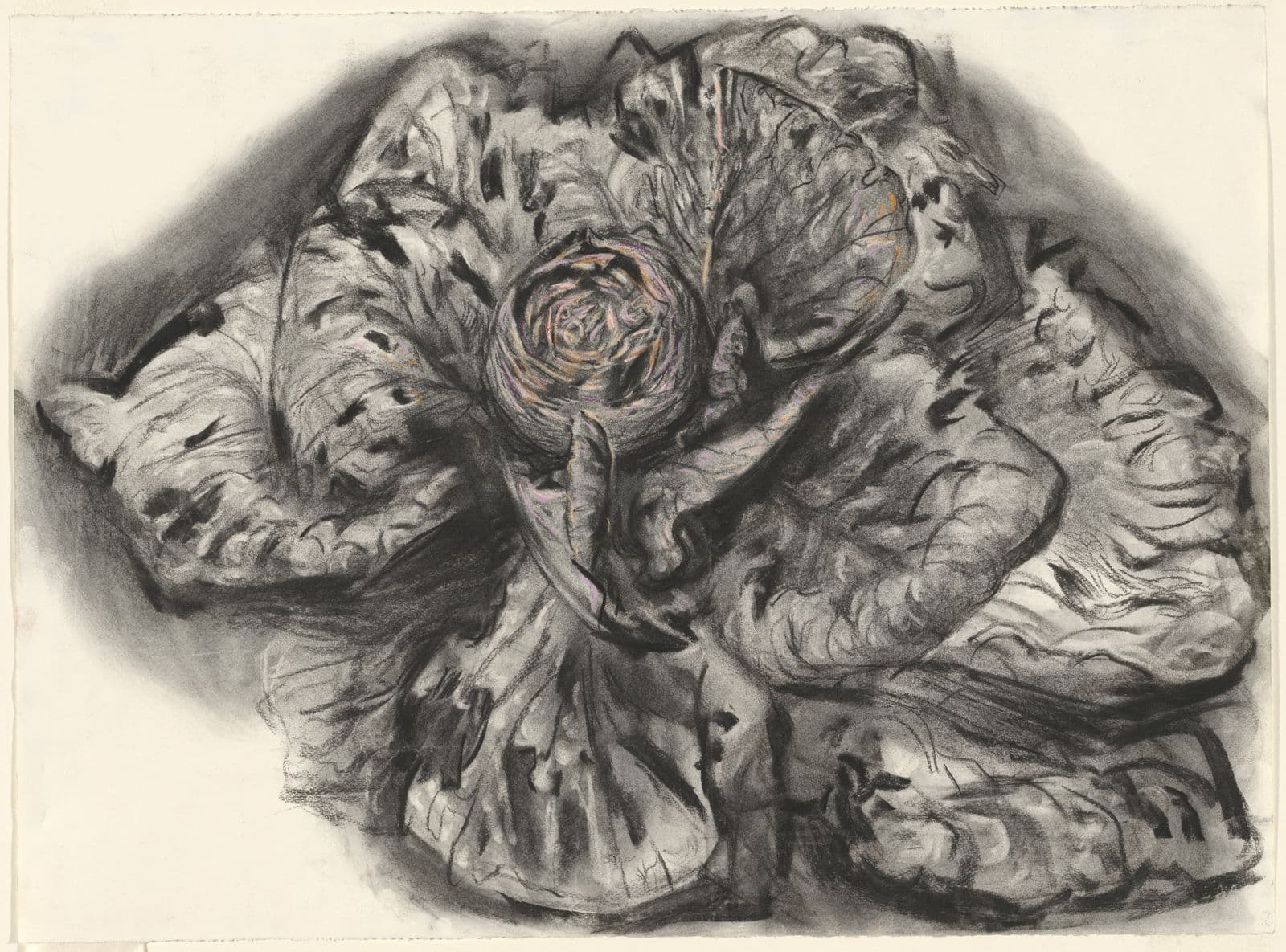 Drawing of Cabbage in black and red pencil
