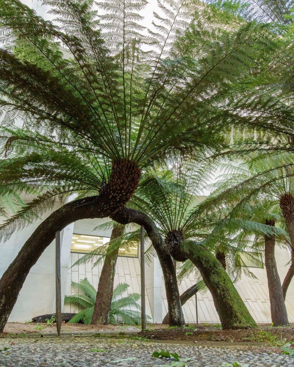 Photograph of Fiona Hall's Fern Garden