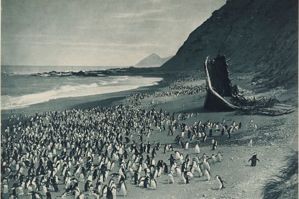 Black and white photograph of many penguins on a beach next to cliff faces