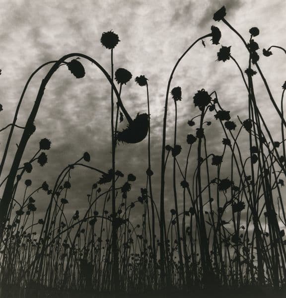 A black and white photo of wilting sunflowers.