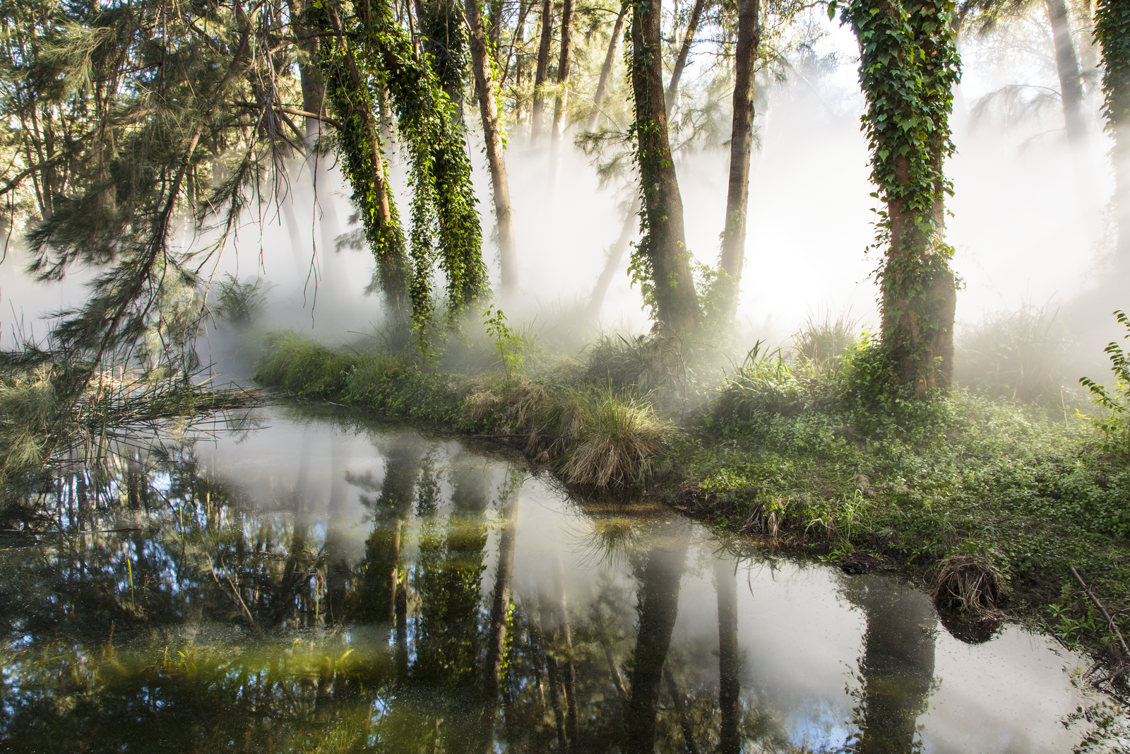 Photograph of trees and fog in garden