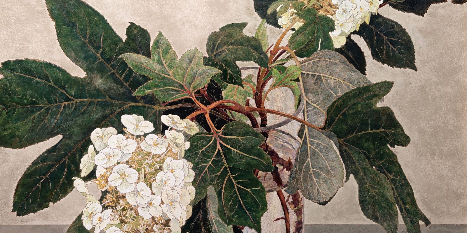 A coloured illustrative print of Japanese Hydrangeas