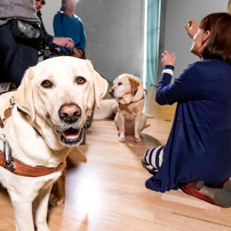 Access tour for the vision impaired with close up of Guide Dog