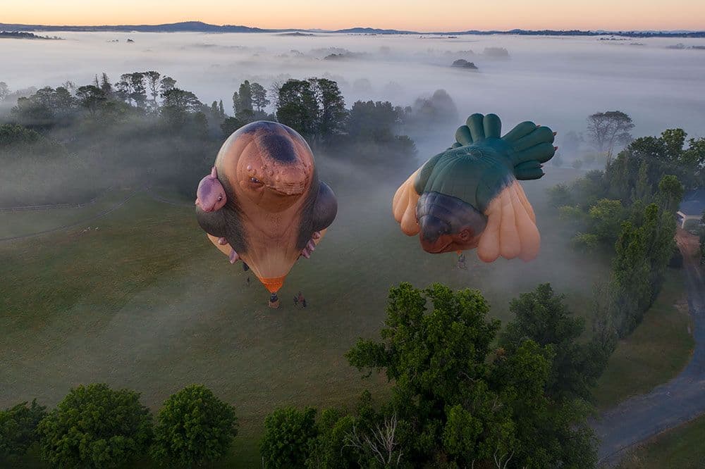 A birds-eye view photo of two hot-air balloons in the shape of skywhales. They are tethered to the ground, but inflated and ready to take flight.